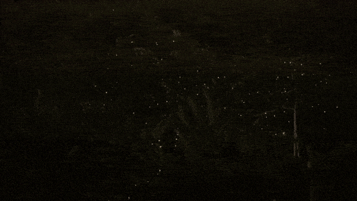 real fireflies flashing in sync